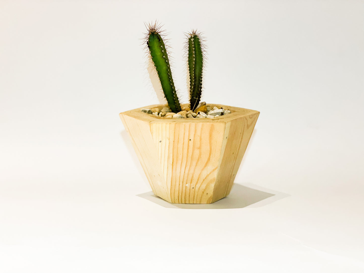 Succulent Movie Cactus